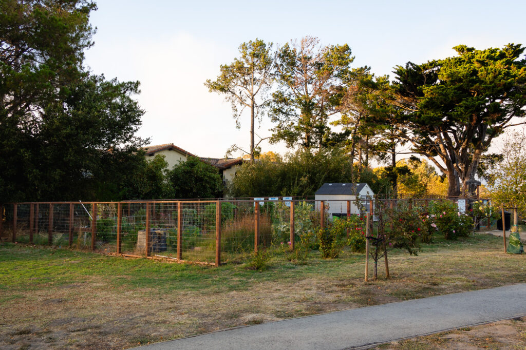 Community rose garden with wooden fencing at Millbrae – Ellobelle Photography