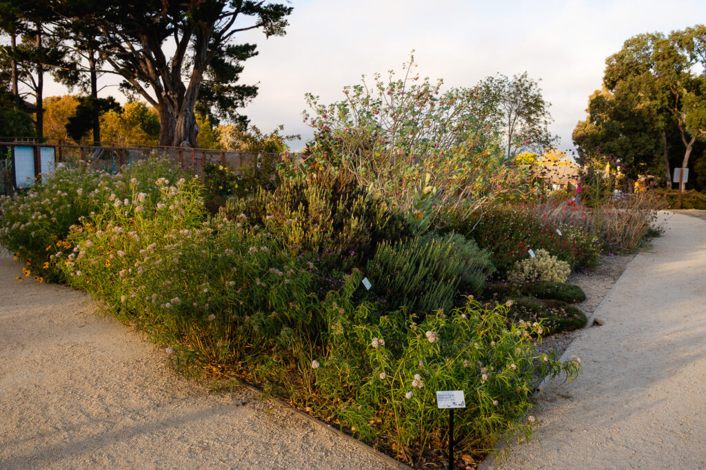 Native and flowering plants along walking trail in Millbrae – Ellobelle Photography