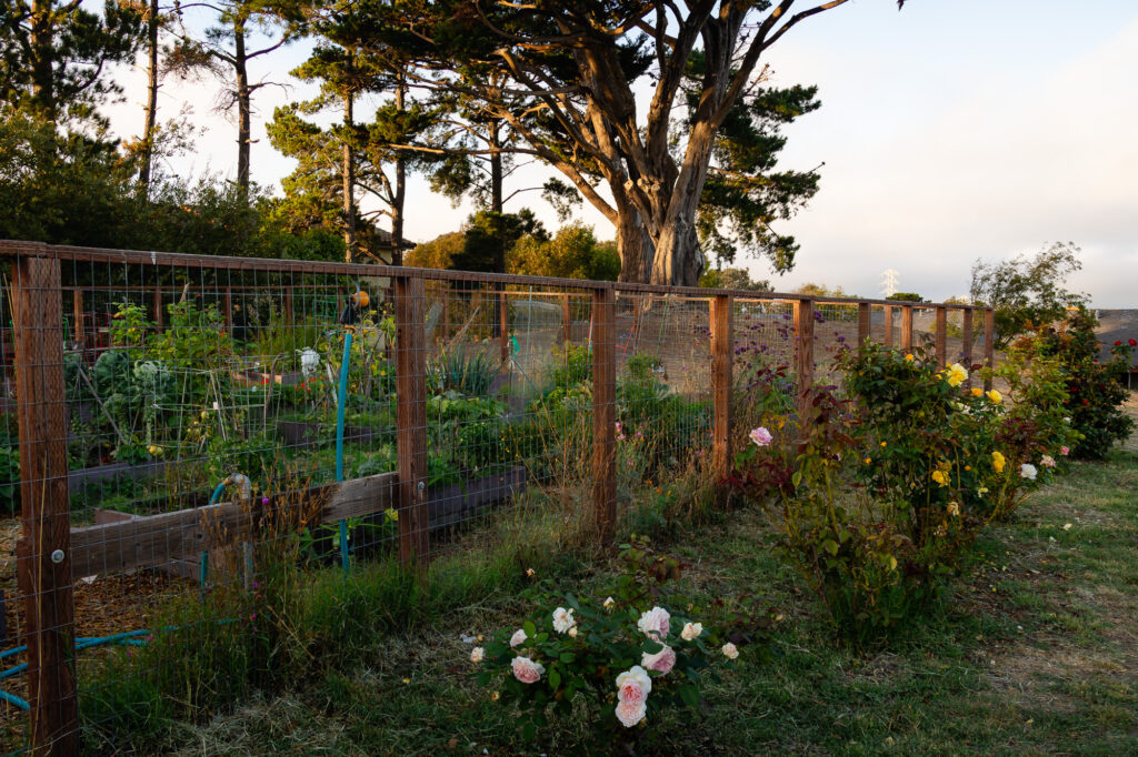 Raised vegetable beds and rose bushes inside Millbrae garden – Ellobelle Photography