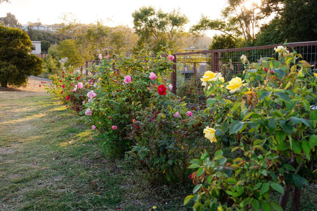 Colorful rose bushes growing outside Millbrae garden fence – Ellobelle Photography