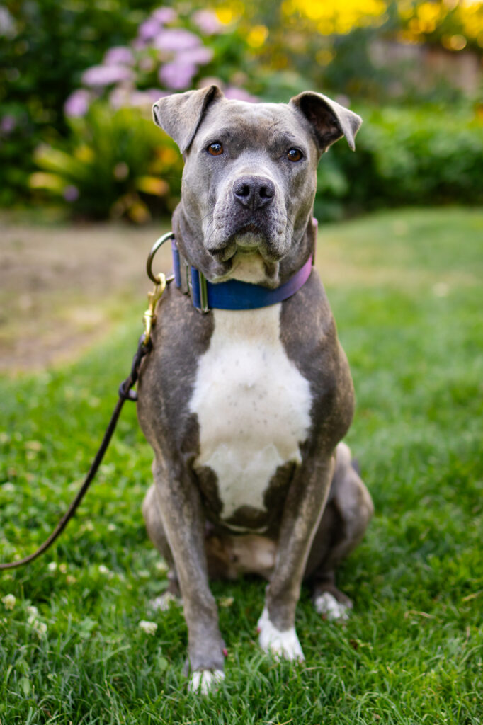 Portrait of a gray dog sitting on green grass