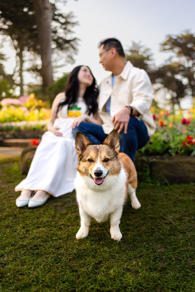 A candid family photo taken in the grass at Queen Wilhelmina Tulip Garden, featuring a couple and their corgi dog in a spring setting.