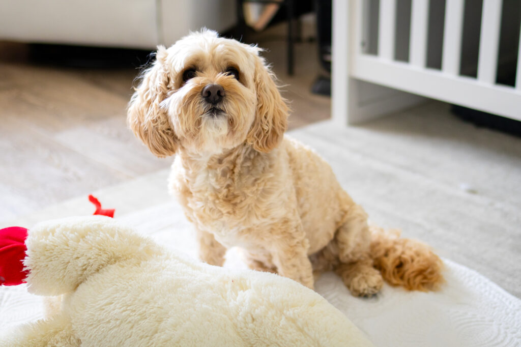 A small tan dog sits on a light colored nursery floor near a crib, looking calmly toward the camera during a newborn session at home.