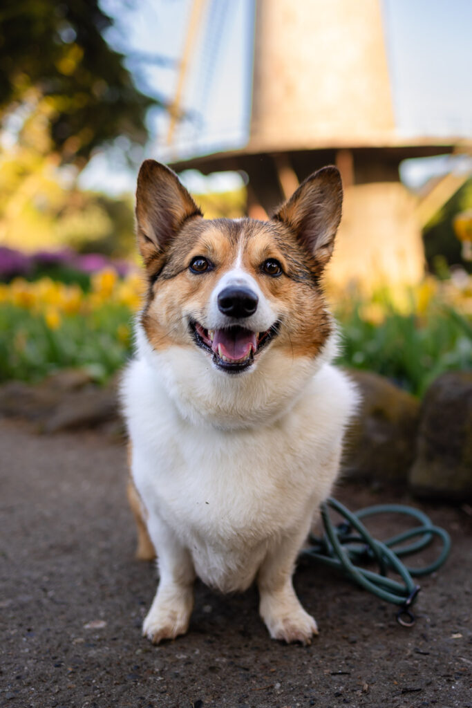 A cute Corgi sitting in the tulip beds at Queen Wilhelmina Garden in San Francisco.