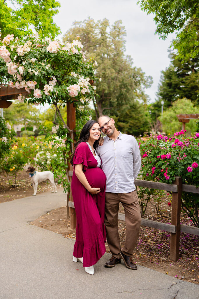 A couple hugs affectionately in a rose garden during a Bay Area photographer mini session, showcasing its versatility for couples.
