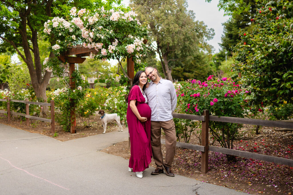 A pregnant mom and her husband during a maternity session with their dog at a rose garden in San Mateo County