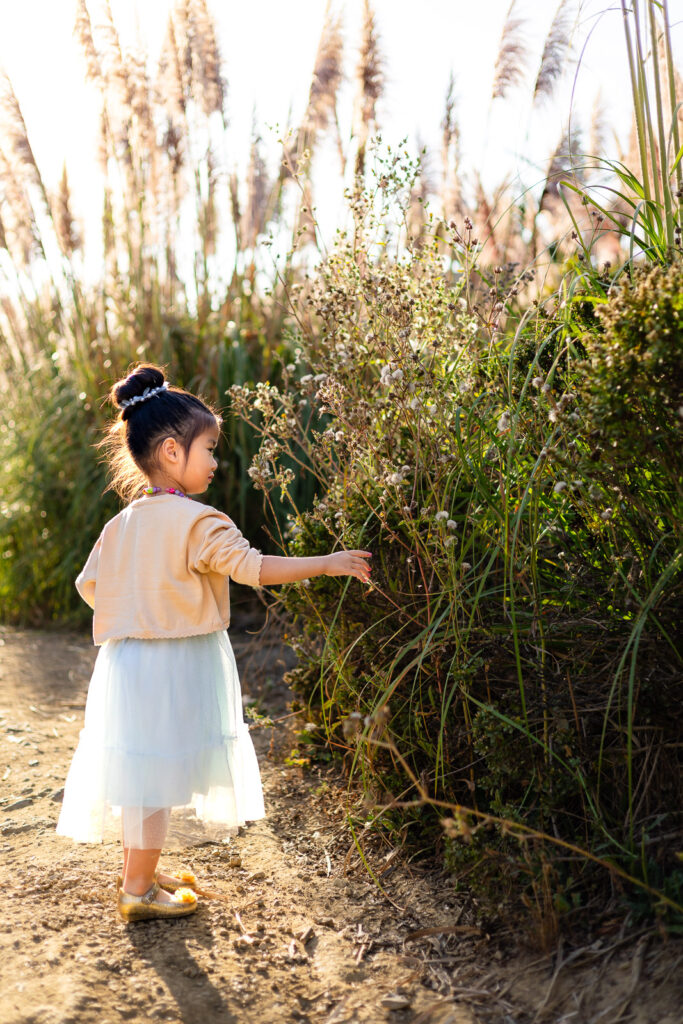 Young girl exploring native plants near the pampas field during family photos Pacfiica