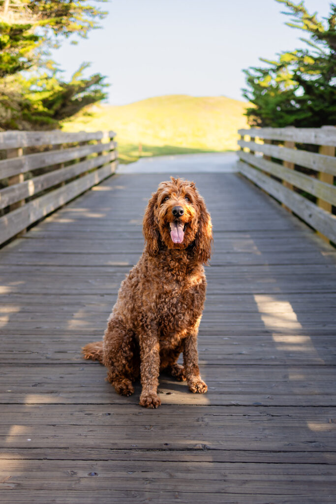 Labradoodle sitting proudly on a wooden bridge for a timeless portrait.