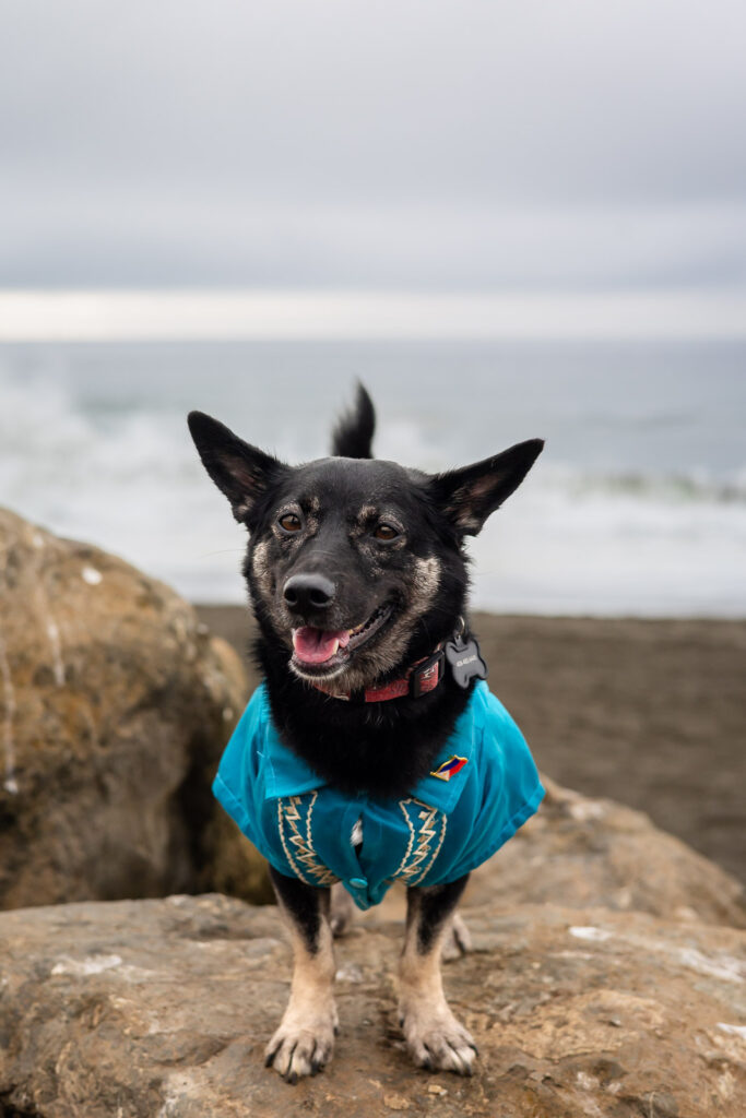 Black rescue dog posing confidently on seaside rocks in a blue shirt.