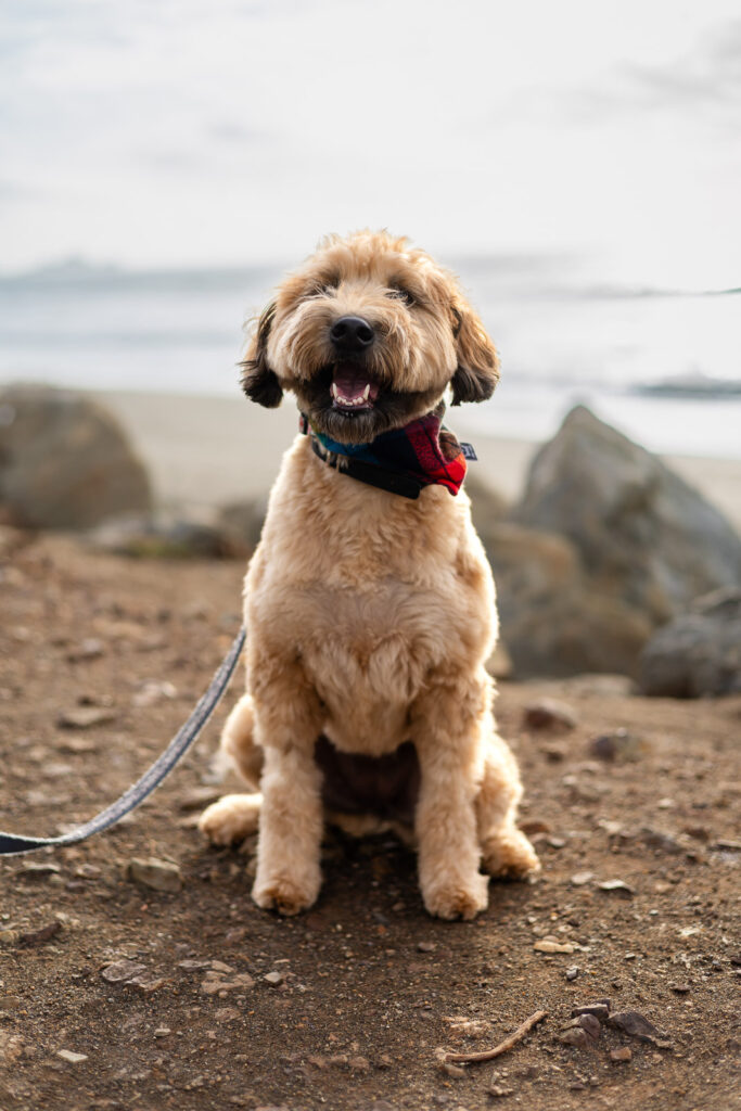 Happy Goldendoodle sitting for a beach portrait at sunset.
